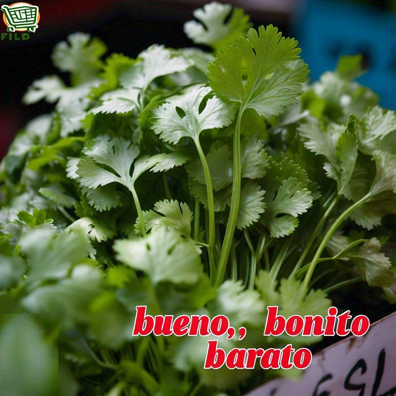 imagen verduras FILD