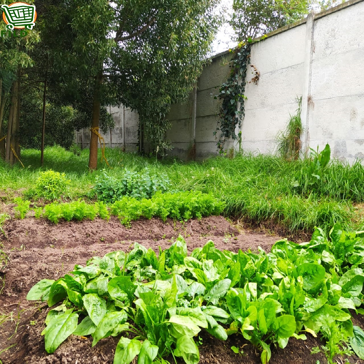 imagen verduras FILD